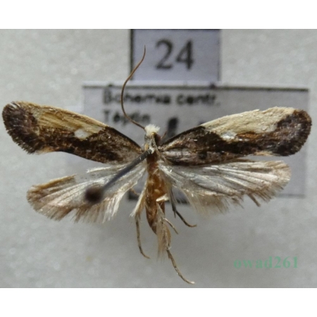 Monopis monachella (Hübner, 1796) Mól gniadowy Czech24